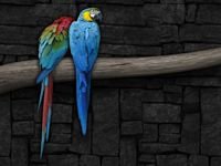 pic for colorful parrots 